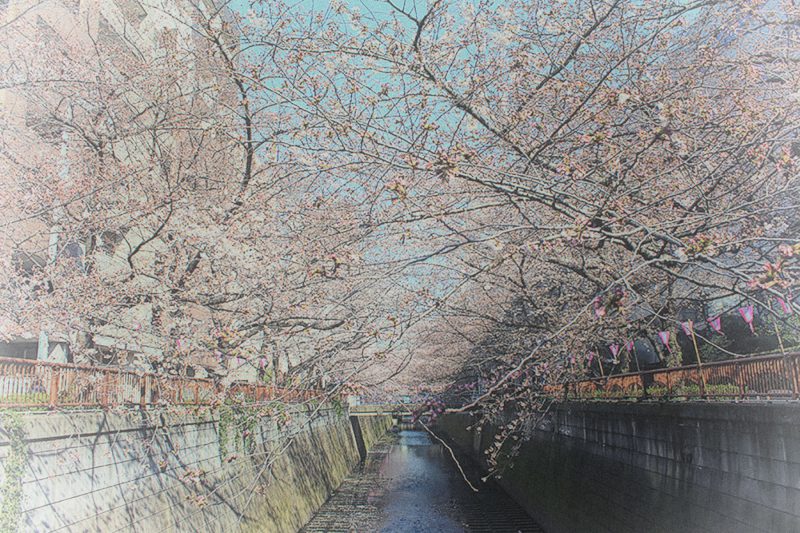 Read more about the article 目黒川の桜 2015 #02：ぼんぼり点灯