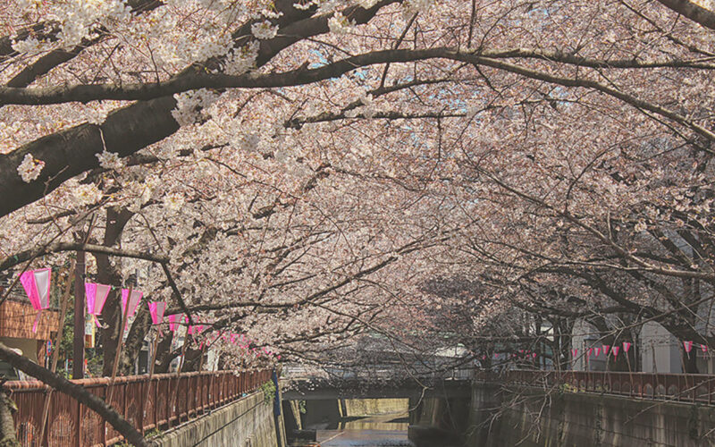目黒川の桜 2015 #03：ちょっと散歩