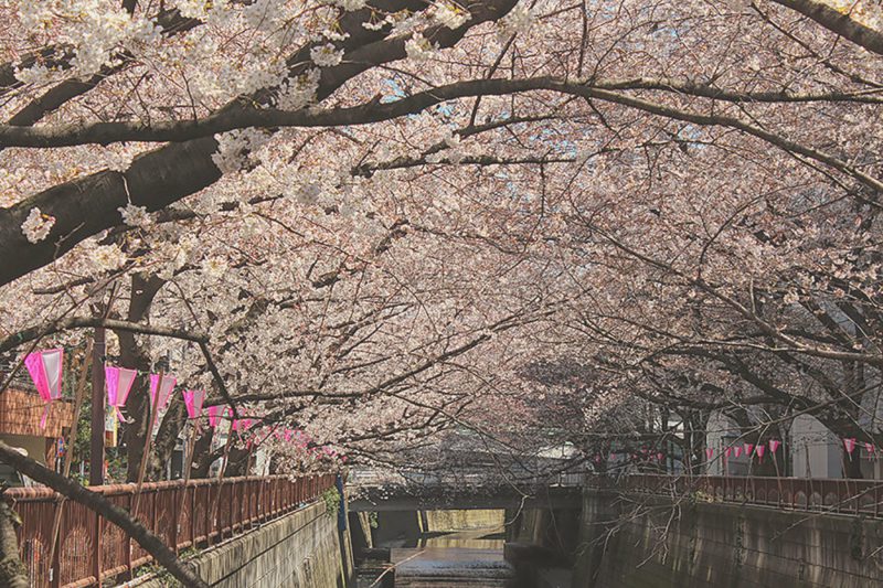 Read more about the article 目黒川の桜 2015 #03：ちょっと散歩