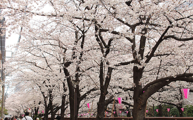 目黒川の桜 2015 #04：満開！
