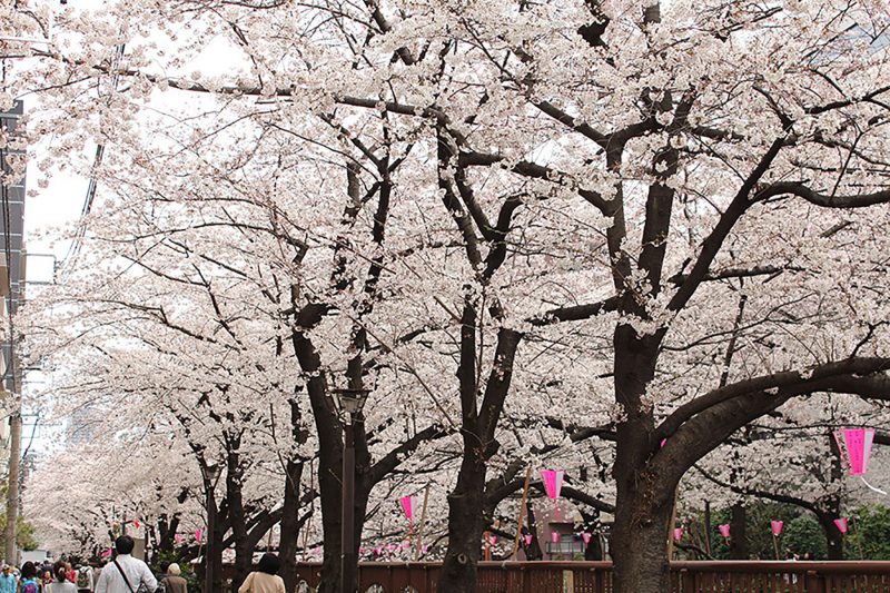 Read more about the article 目黒川の桜 2015 #04：満開！