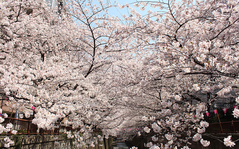 目黒川の桜 2015 #05：ぽっかぽか