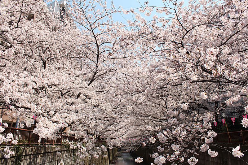 Read more about the article 目黒川の桜 2015 #05：ぽっかぽか