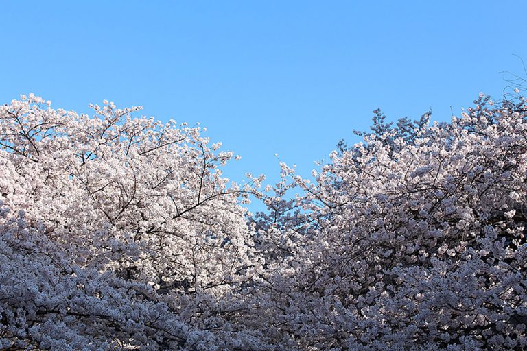 Read more about the article 目黒川の桜 2015 #06：暖かくて気持ちいい！