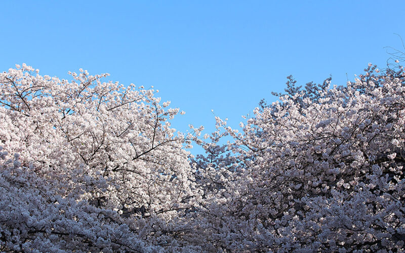 目黒川の桜 2015 #06：暖かくて気持ちいい！