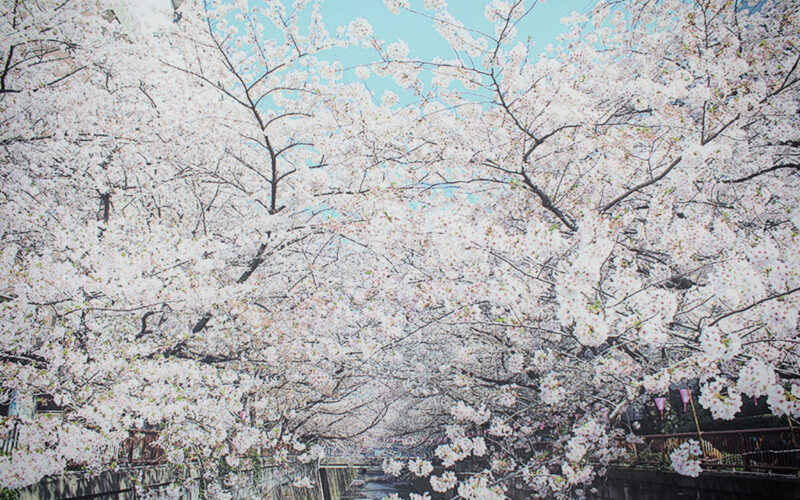目黒川の桜 2015 #07：散りゆく桜