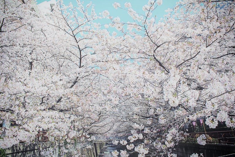 Read more about the article 目黒川の桜 2015 #07：散りゆく桜