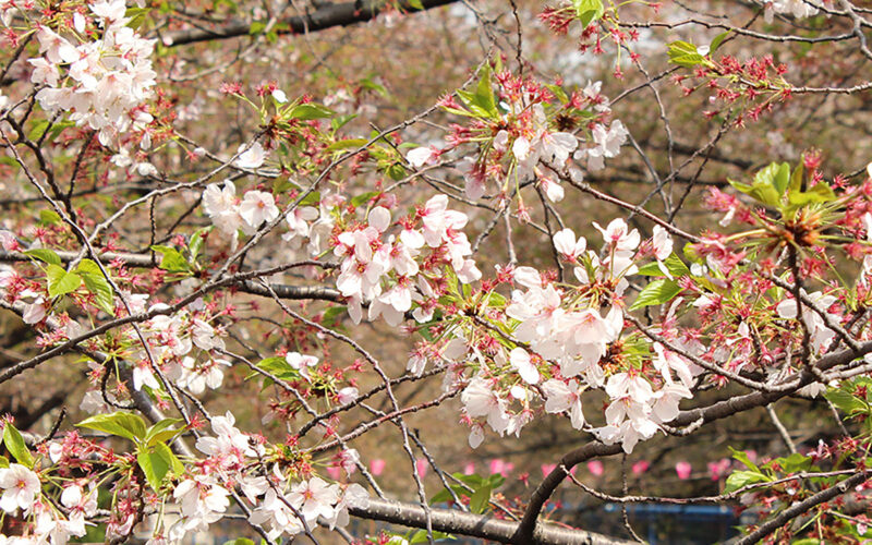 目黒川の桜 2015 #08：見納めかな