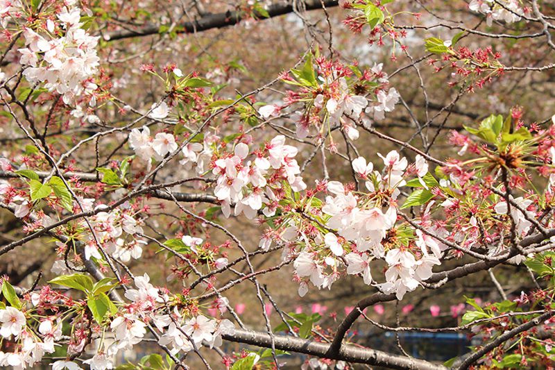 Read more about the article 目黒川の桜 2015 #08：見納めかな