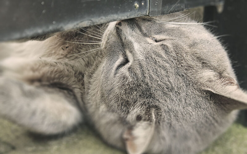 江の島の猫達：2015年春