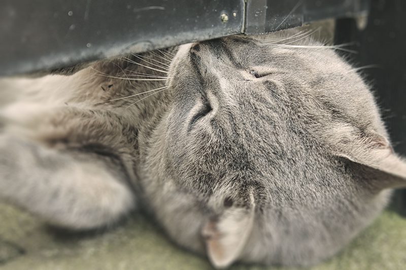 Read more about the article 江の島の猫達：2015年春