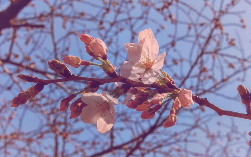 目黒川の桜 2016 #01：開花