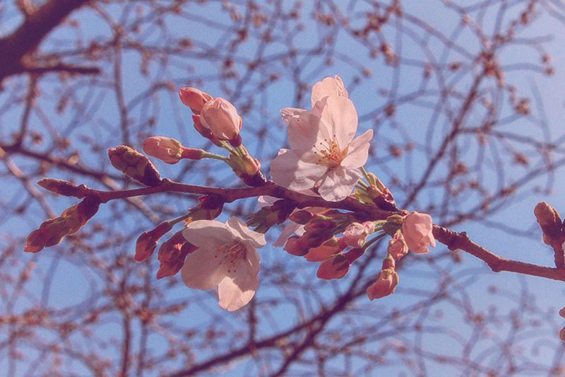 Read more about the article 目黒川の桜 2016 #01：開花