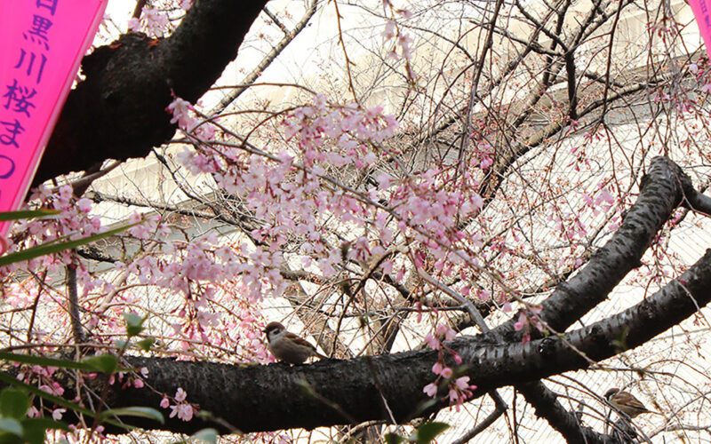目黒川の桜 2016 #03：四分咲き
