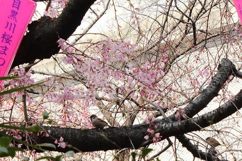 Read more about the article 目黒川の桜 2016 #03：四分咲き