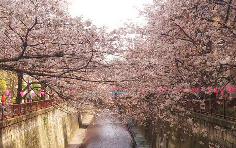 目黒川の桜 2016 #04：六分咲き