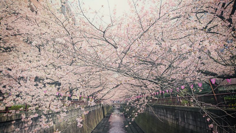 Read more about the article 目黒川の桜 2016 #05：八分咲き・ほぼ満開