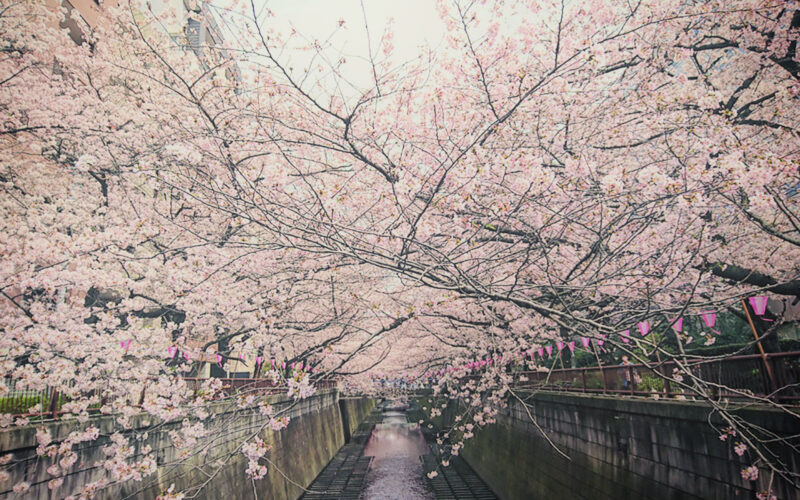 目黒川の桜 2016 #05：八分咲き・ほぼ満開