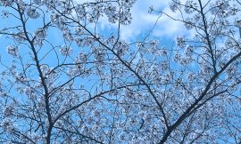 目黒川の桜 2016 #09：花吹雪