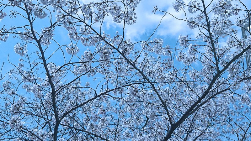 Read more about the article 目黒川の桜 2016 #09：花吹雪