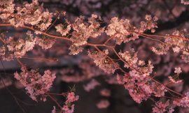 目黒川の桜 2016 #06：満開ですよ