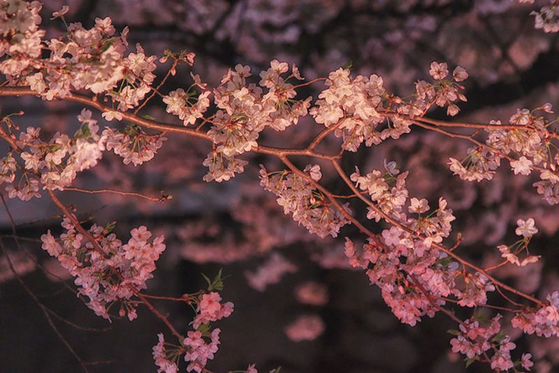 Read more about the article 目黒川の桜 2016 #06：満開ですよ