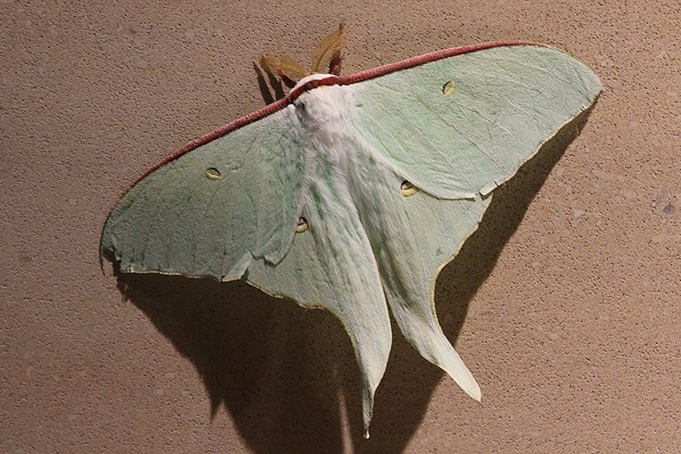 Read more about the article Luna Moth