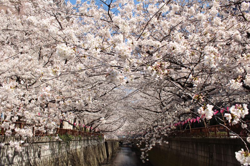 Read more about the article 目黒川の桜 2017