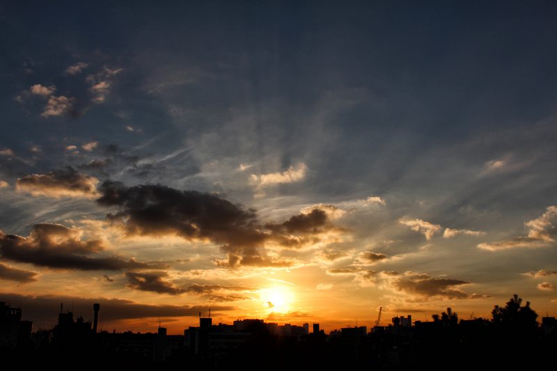 Read more about the article Italian Greyhound