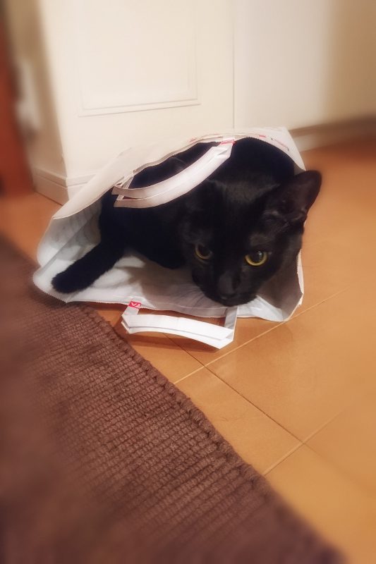 Read more about the article A paper bag