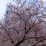 新宿御苑前の桜