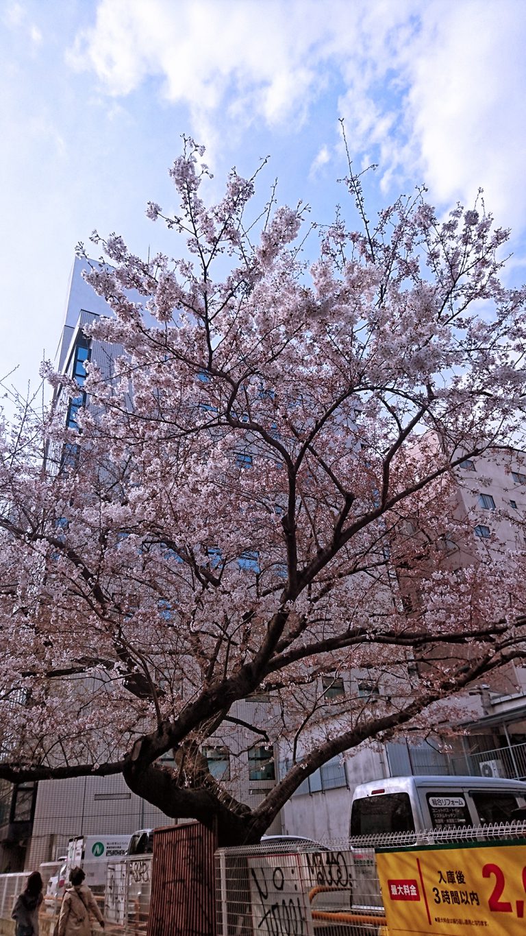 Read more about the article 新宿御苑前の桜