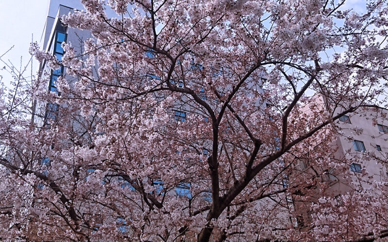 新宿御苑前の桜