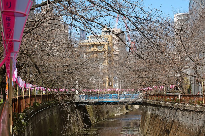 Read more about the article 目黒川の桜 2017 #01：まだまだ