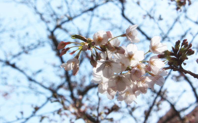 目黒川の桜 2017 #02：寒い日