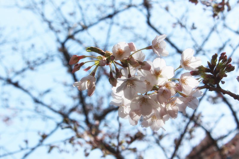 Read more about the article 目黒川の桜 2017 #02：寒い日