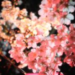 目黒川の桜 2017 #04：ぼんぼりに注目！