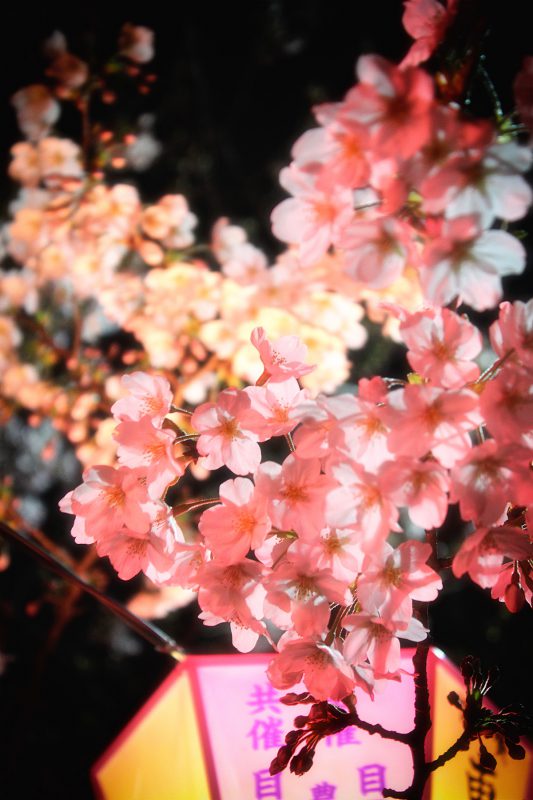 Read more about the article 目黒川の桜 2017 #04：ぼんぼりに注目！