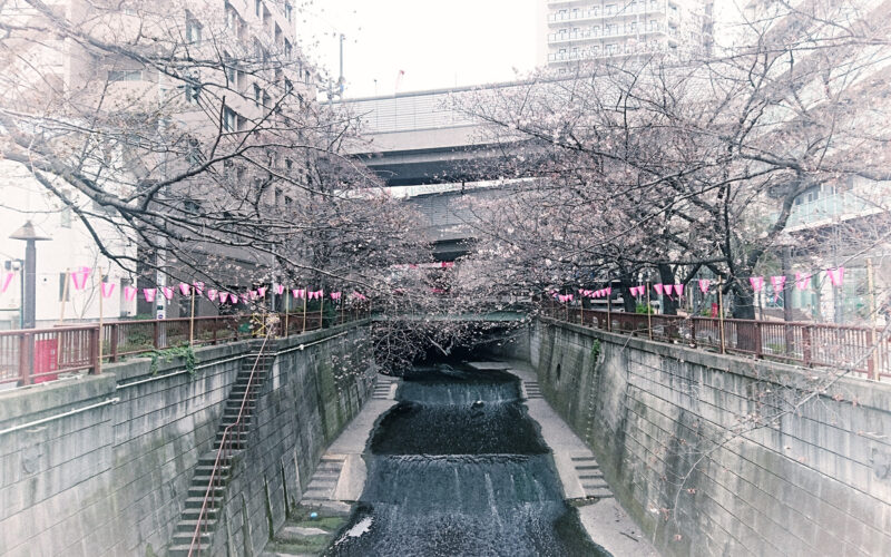 目黒川の桜 2017 #05：五分咲きでもない？
