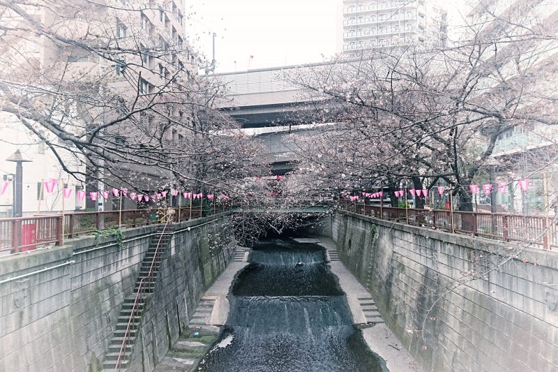 Read more about the article 目黒川の桜 2017 #05：五分咲きでもない？