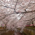 目黒川の桜 2017 #09：こちらも満開！