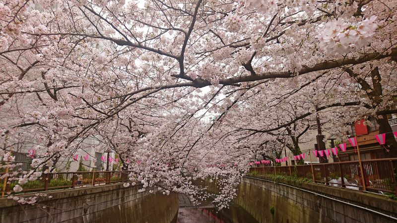 Read more about the article 目黒川の桜 2017 #09：こちらも満開！