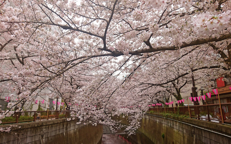 目黒川の桜 2017 #09：こちらも満開！