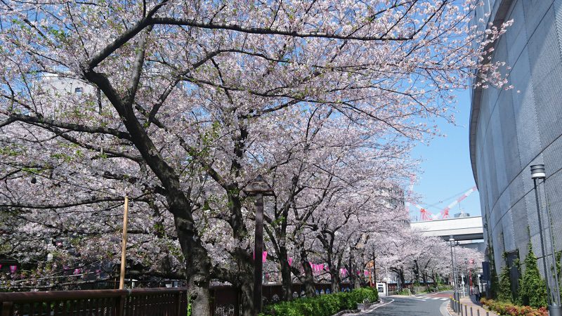 Read more about the article 目黒川の桜 2017 #13：今年も感謝！