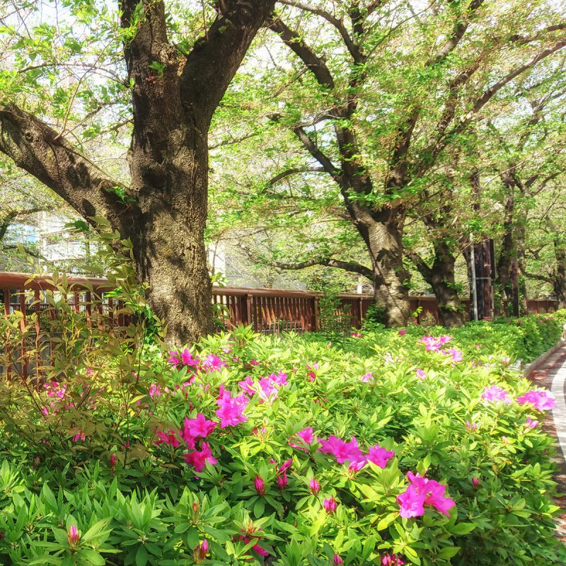 Read more about the article 目黒川の桜 2017 #14：葉桜