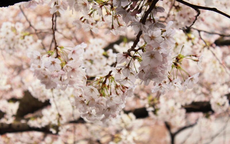 目黒川の桜 2017 #06：雨の中の桜