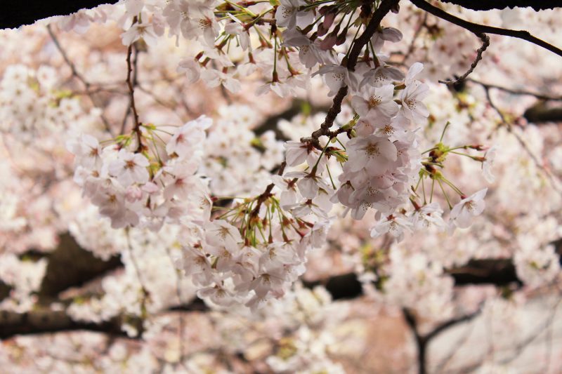 Read more about the article 目黒川の桜 2017 #06：雨の中の桜