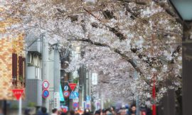 目黒川の桜 2017 #07：七分咲き
