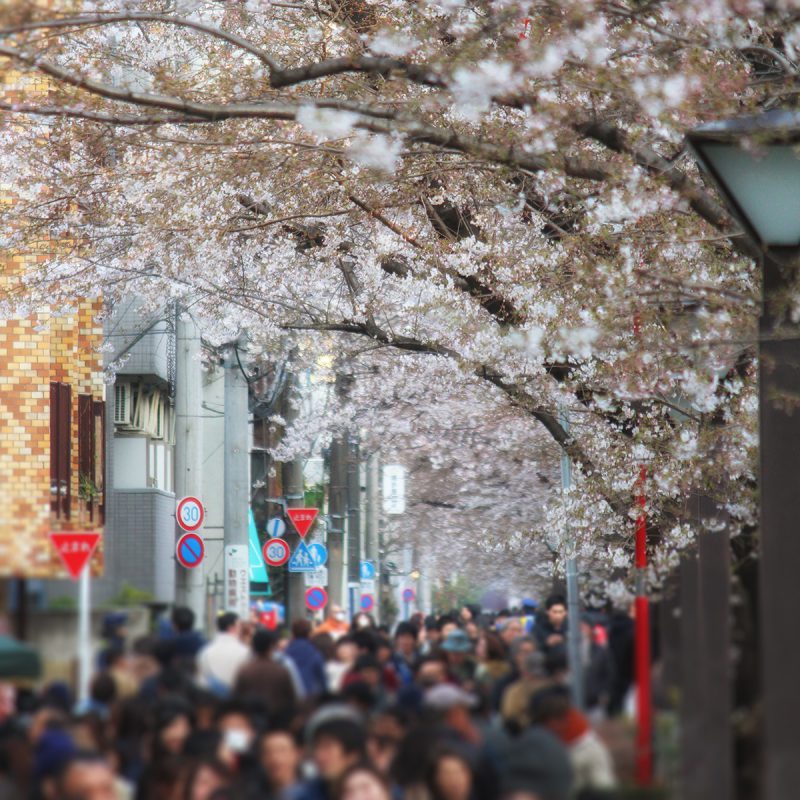 Read more about the article 目黒川の桜 2017 #07：七分咲き