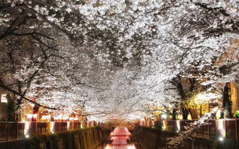 目黒川の桜 2017 #08：夜桜散歩